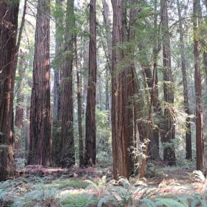 Sonoma redwood forrest