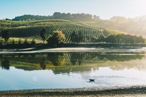 Catapult Vineyards at sunrise in the Petaluma Gap AVA