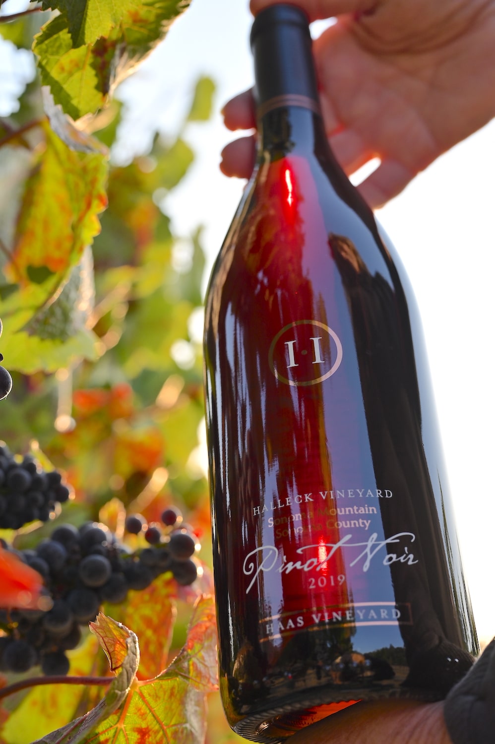 Sip single vineyard Sonoma wines