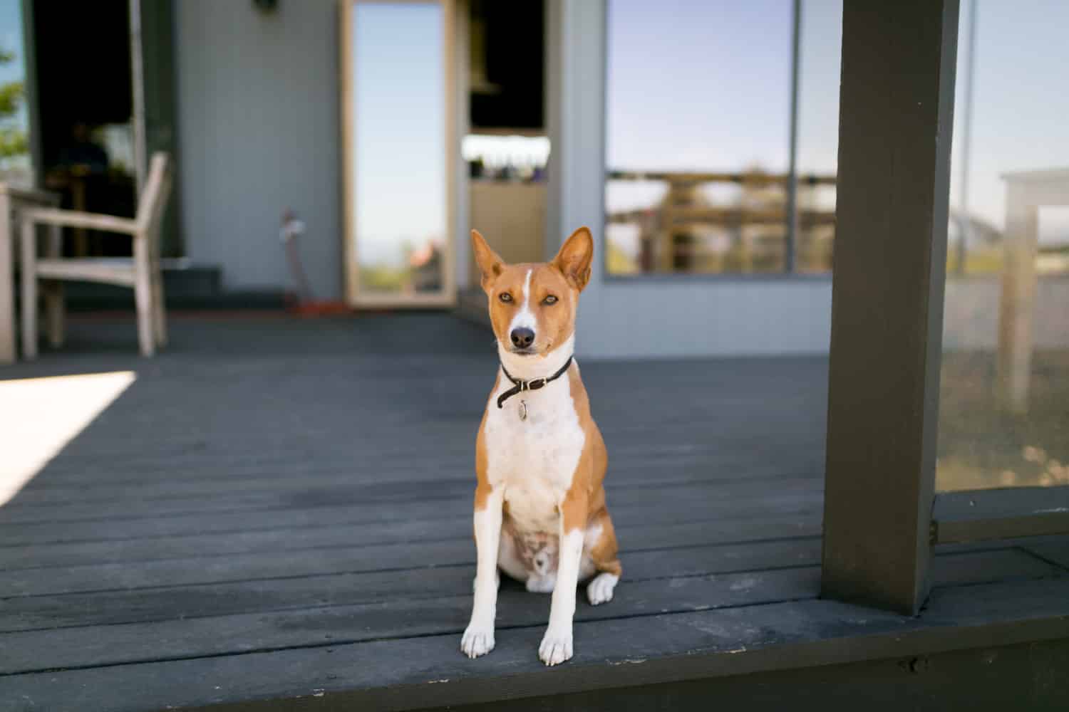 Halleck Vineyard is a dog friendly wine tasting venue.