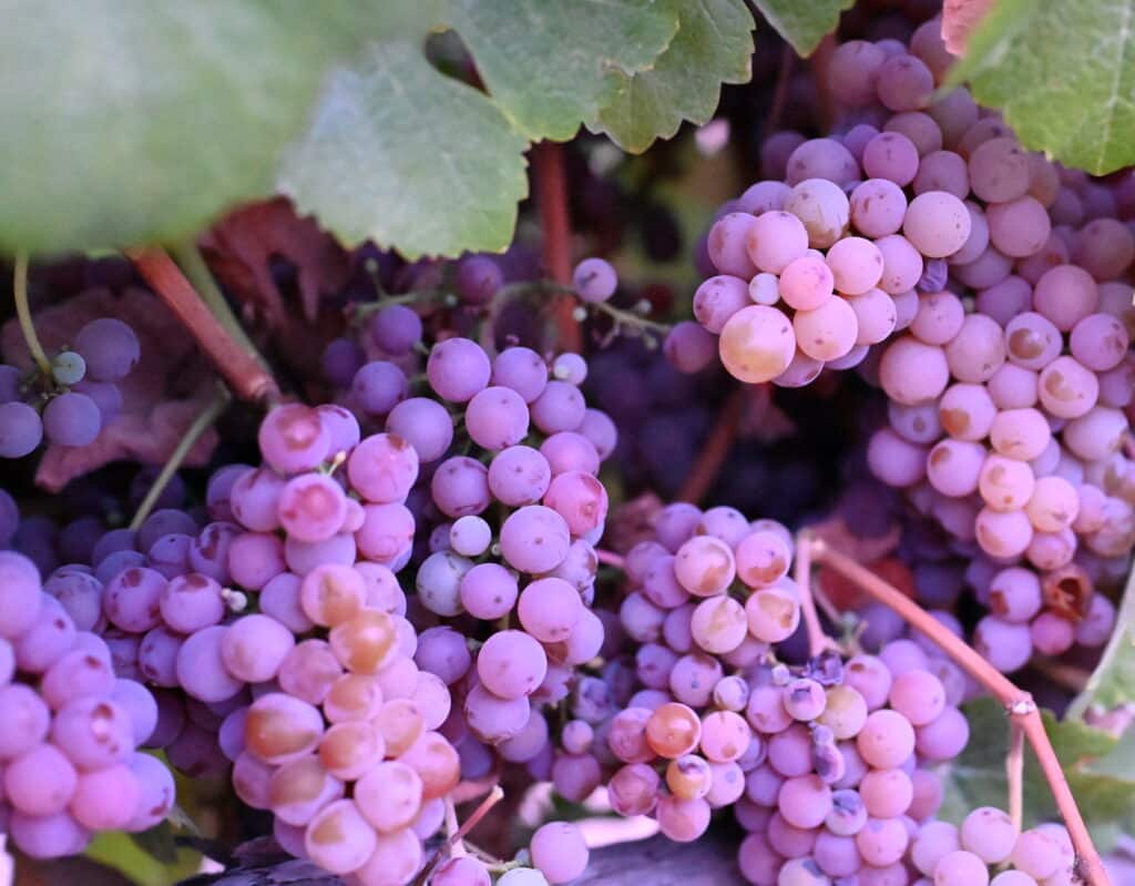 Sonoma grapes used fro Gewurztraminer