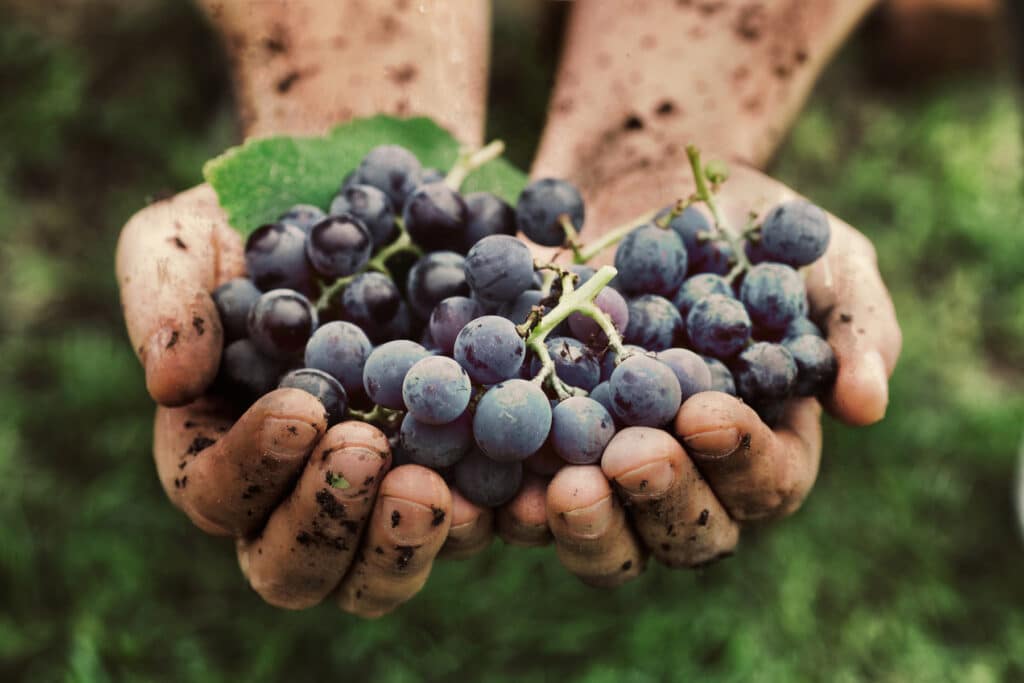natural wine grapes