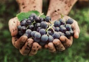 natural wine grapes