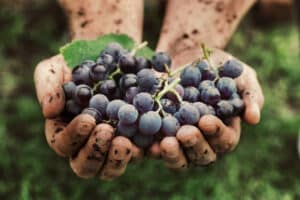 natural wine grapes