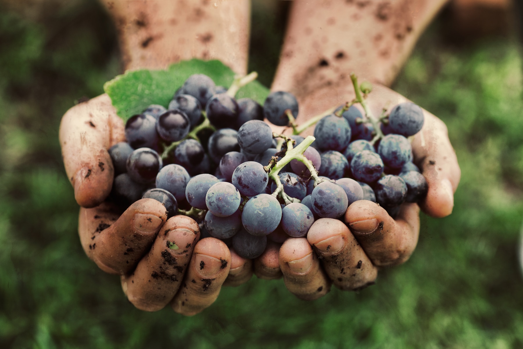 natural wine grapes