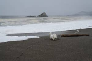 Halleck Vineyard is a dog friendly winery near the Sonoma Coast.