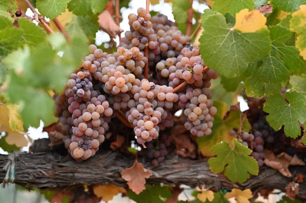 Gewurztraminer grapes at a vineyard in Sonoma Valley for the 2023 harvest.